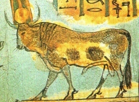 apis2.jpg