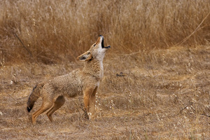 coyote.jpg