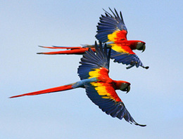 parrots.jpg