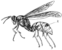 wasp.gif