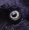 grady crow (1).jpeg