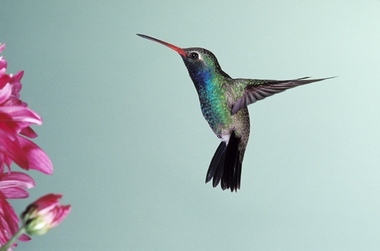 hummingbird13%20%28640x424%29.jpg