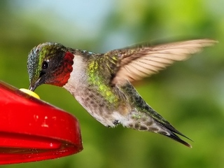 hummingbird14.jpg