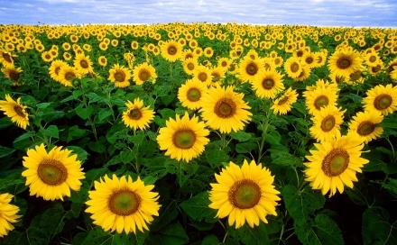 sunflowers%20%28440x272%29.jpg