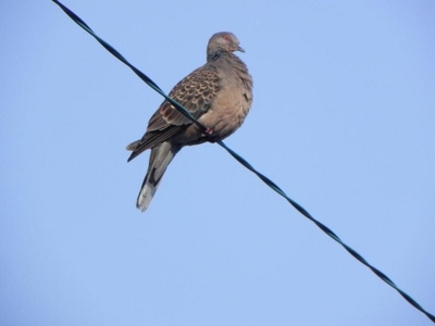 wire%20bird.jpg